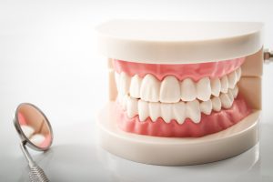 a tooth model